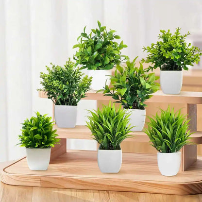 EverGreen Mini Plant